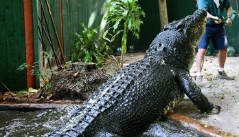 O maior crocodilo em cativeiro do mundo completa 120 anos (Reprodução/Marineland Crocodile Park)